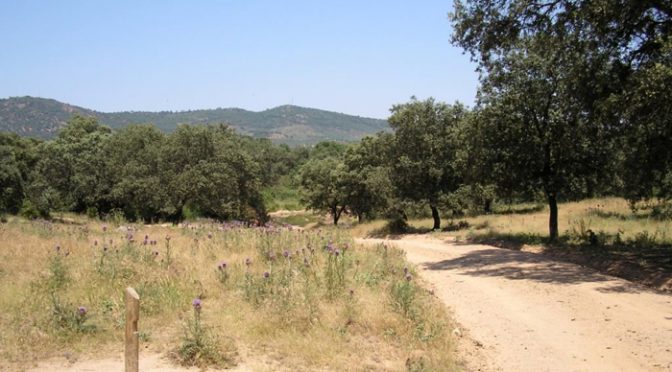 Ruta de Arroyo de las Cañas - El Pedroso