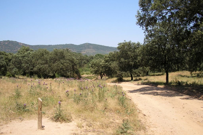 Ruta de Arroyo de las Cañas - El Pedroso